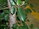 Chinese Banyan